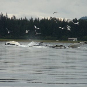 Port Fredrick near Hoonah.  This is near the time we were in the bubbles of the whales