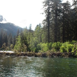 Large tree blocking the river I?ve gone up many times in the Mokai in past years