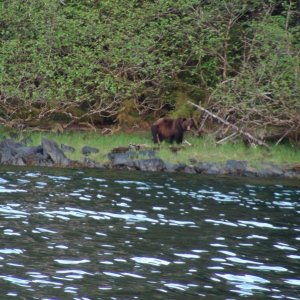 One more large bear, Waterfall Cove