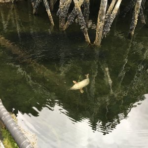 Seal after herring at Pelican Marina