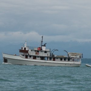 Every return visit to SE Alaska there is a notable increase in the number & variety of the mini cruise boars