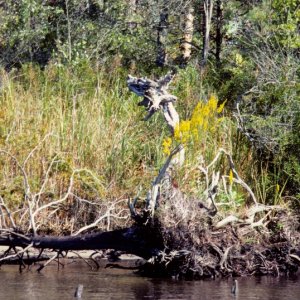 Media 'Dragon Tree of VA- on the North Landing River' in album 'Dragon Tree of VA- on the North Landing River'
