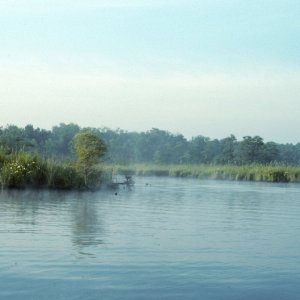 Mist on the West Neck Creek