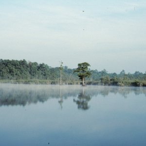 Mist on the West Neck Creek-4