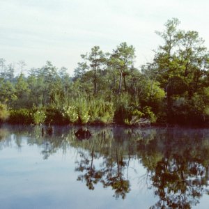 Media 'West Neck Creek before ICW' in album 'Dragon Tree of VA- on the North Landing River'