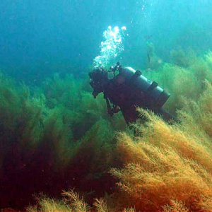Media 'sargassum cascade' in album 'Untitled album1934'