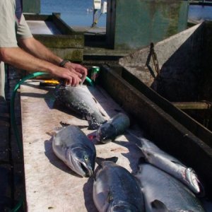 Media '3 hours of fishing' in album '100 0306'