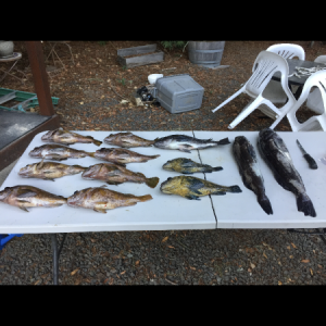 Media 'The fish that it held and room for more' in album 'New Kill Bag'