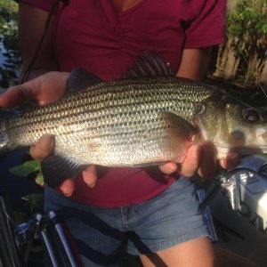 Media 'Another nice fish.' in album '2014 C-Brat Gathering on St. Johns River'