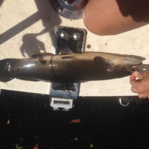 Media 'Bowfin fish, prehistoric' in album '2014 C-Brat Gathering on St. Johns River'