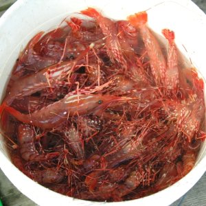 Media 'Lagoon Cove Prawns' in album 'Sea Pal In Tribune'