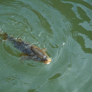 LAKEPOWELL-2008 074.jpg