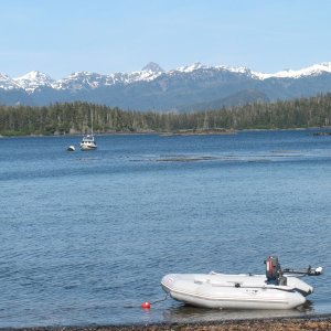 Media 'Achilles tender, Sitka Alaska' in album 'Tenakee Springs, AK'