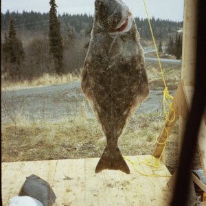 Ninilchik