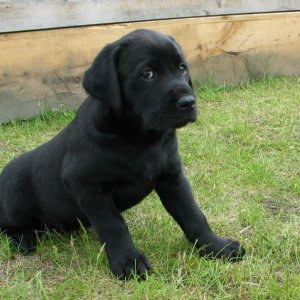 Jazz at 7 weeks