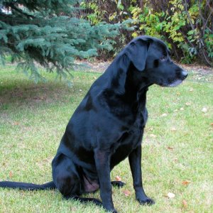 Jazz now at 9 years +