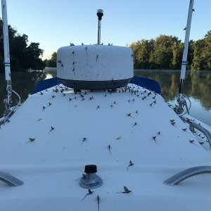 Media 'Yuck. Mayflies attack Midnight Flyer in Dark Chute along the Illinois River just north of Hardin.' in album 'A panoramic of the first 6 or 7 boats at the gathering.'