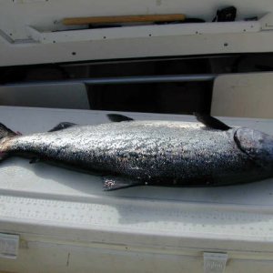 40lb Salmon caught on McNaughty at Umatila reef, 2003.JPG