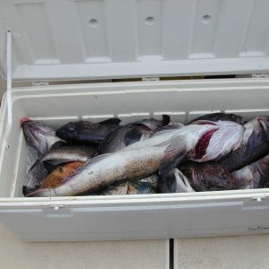 (Mason C. Bailey) Neah Bay Trip 5/10/05
Morning catch off of Tatosh, 5/9/05.