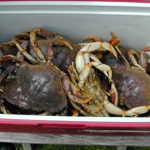 15 crab per hour, 7/16/05(Mason C. Bailey)