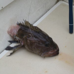 Fishing at 530 feet, with sharks around is not fun!