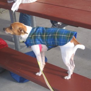 cold C-Dog