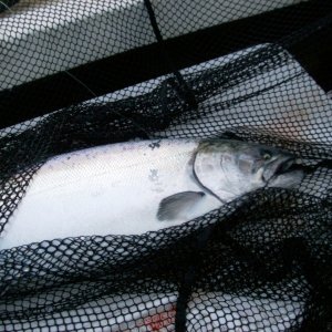 10 lb hatchery chinook off possession.  Same trip with the bigger king.  7/16/2011