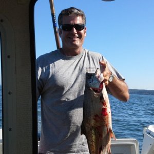 Success on the Central Sound King opener (7-16-14)!  Fish caught between Pt no Pt and Pilot Pt fishing w/ tide, 140' of the DR.  4" cookies & cream with UV flasher.