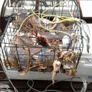 Crab near shipwreck
