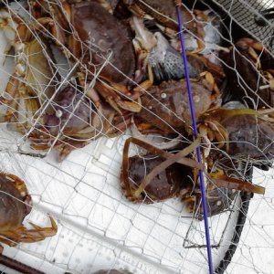 Crab near shipwreck