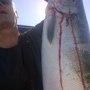tried to take a selfie here of a nice coho taken at meadow pt.  10/4/15