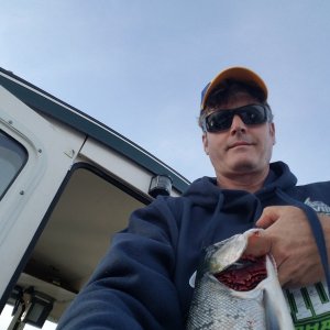 Got 2 like this one in 2 hours of fishing between 4 - 5:30 off meadow PT.  60' down on the rigger