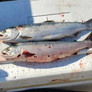 Saturday afternoon, 6/26 fishing trip to Jeff Head by myself.  Picked these guys up in 15 minutes or so at presidents point, very shallow, 15 to 30' of water.  mini white hootchie with dodger