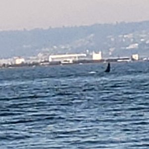 Saw 2 orcas while fishing Jeff Head