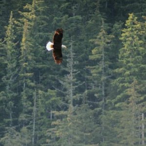 Eagle fly by in Ford\'s Terror