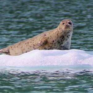 Pregnant seal on a bergie bit