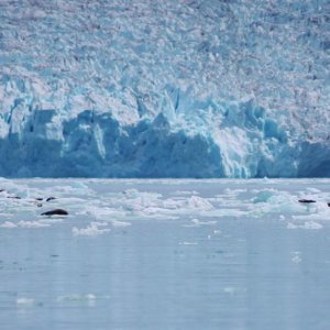 Dawes Glacier face with seal moms and pups in foreground