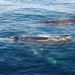 humpback2