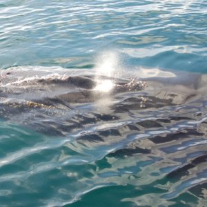 humpback3