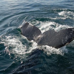 Media 'humpback6' in album 'humpback1'