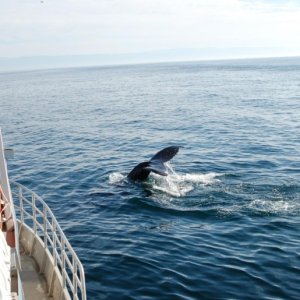 Media 'humpback7' in album 'humpback1'
