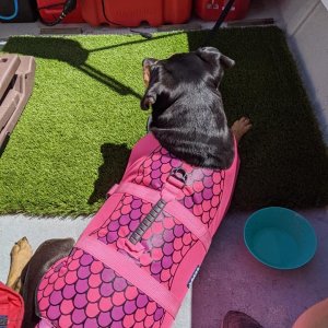 lola boat 6 17