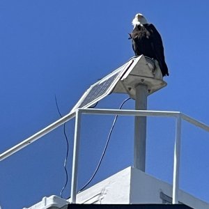 Media 'Friday Harbor get together' in album 'Friday Harbor get together'