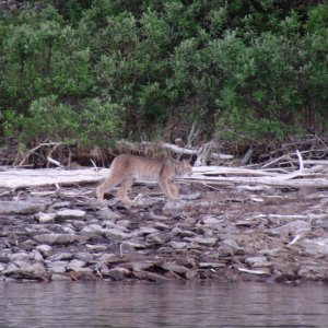 Lynx by anchorage