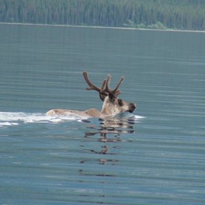 Caribo swimming across the lake