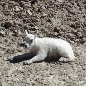 Very young kid mt goat along the Ice Field Parkway on the way home