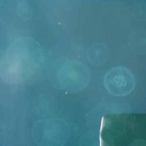 (seabran) There were thousands of Moon Jellies just below the surface.