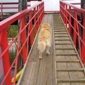 The tide is out at Squirrel Cove. Even Dawson is having trouble.