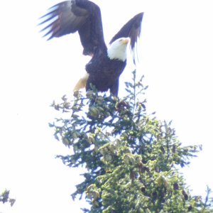 There were a couple of bald eagles in the trees, directly behind my boat, no more than 100' away.