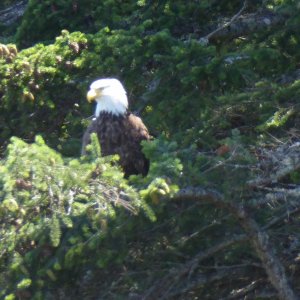 Eventually the eagles took off after being pestered by a couple of crows.
